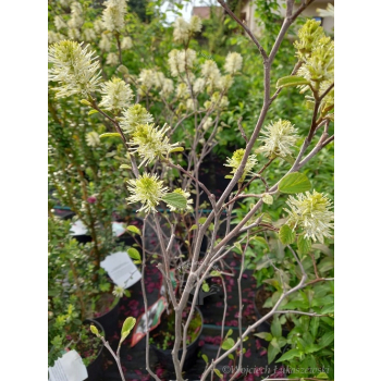 Fotergilla Mount Airy-Fothergilla x intermedia