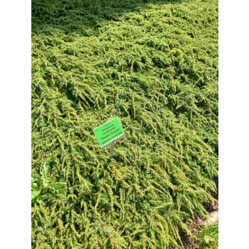 Jałowiec pospolity Green Carpet - Juniperus communis