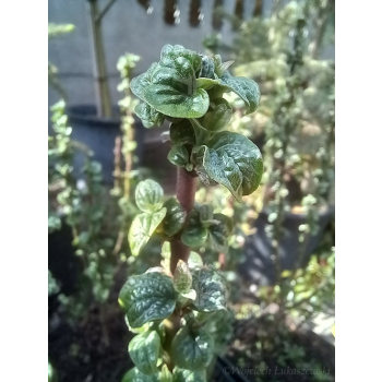 Dereń świdwa Compressa-Cornus sanguinea