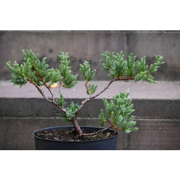 Jalowiec łuskowy Holger - Juniperus squamata