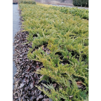 Jałowiec sabiński Tamariscifolia -  Juniperus sabina