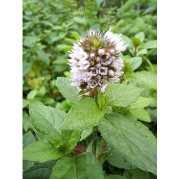 Mięta czekoladowa-Mentha x piperita Chocolate
