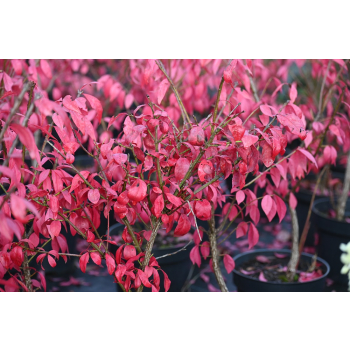 Trzmielina oskrzydlona Little Moses - Euonymus alatus