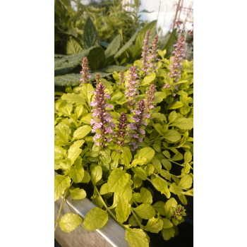 Dąbrówka rozłogowa Gold Chang - Ajuga reptans