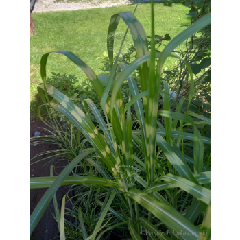 Miskant chiński-Miscanthus sinensis Giraffe
