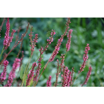 Rdest himalajski Keep Smiling - Persicaria amplexicaulis