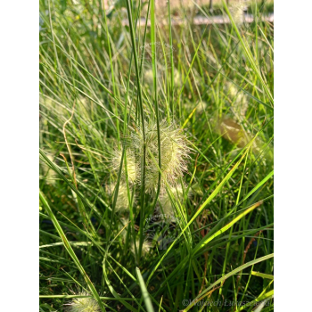 Rozplenica japońska-Pennisetum alopecuroides