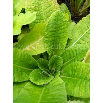 Pierwiosnek ząbkowany-Primula denticulata
