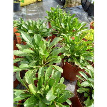 Jastrun wielki Silberprinzesschen - Luecanthemum maximum Nanus