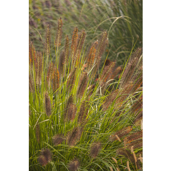 Rozplenica japońska National Arboretum - Pennisetum alopecuroides