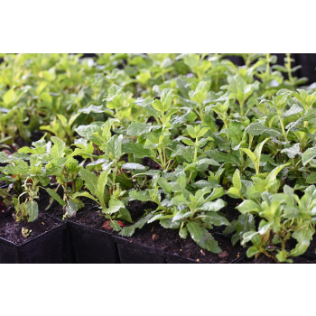 Szałwia omszona Royal Magenta - Salvia nemorosa