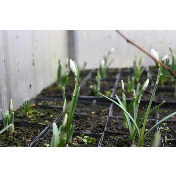Śnieżyczka - Galanthus nivalis