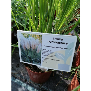 Trawa pampasowa Pink Feather - Cortaderia selloana
