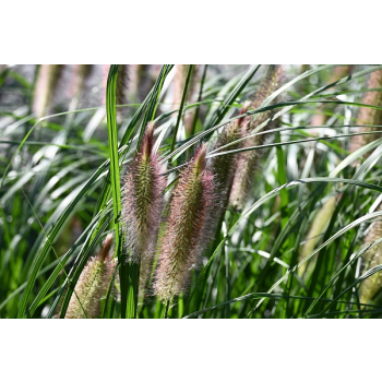 Rozplenica japońska Red Head - Pennisetum alopecuroides