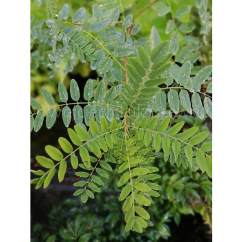 Amorfa krzewiasta-Amorpha fruticosa