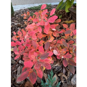 Fotergilla olszolistna Harold Epstein-Fothergilla gardenii