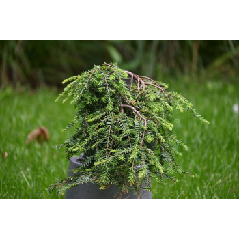 Choina kanadyjska Cole's Prostrate -Tsuga canadensis 0002