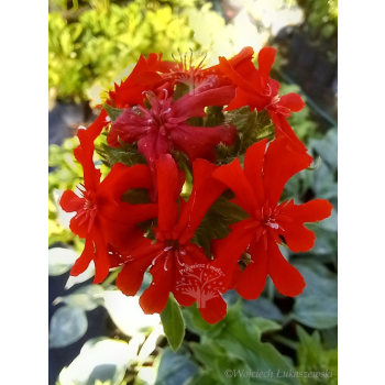 Firletka chalcedońska - Lychnis chalcedonica
