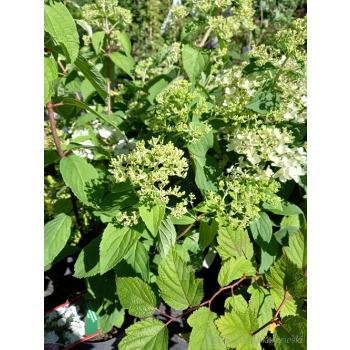 Hortensja bukietowa Lammetje-Hydrangea paniculata