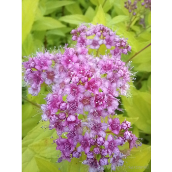 Tawuła japońska Golden Princess-Spiraea japonica