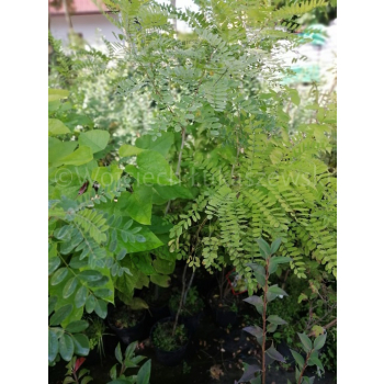Amorfa krzewiasta-Amorpha fruticosa