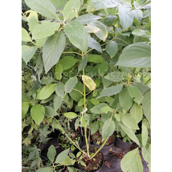 Dereń rozłogowy Flaviramea-Cornus sericea