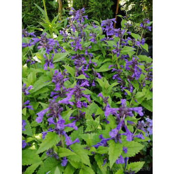Kocimiętka żyłkowa Neptune - Nepeta nervosa