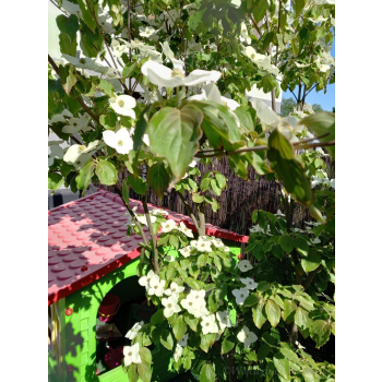 Dereń kousa-Cornus kousa var. chinensis