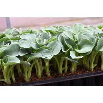 Funkia Blue Mouse Ears - Hosta hybrid