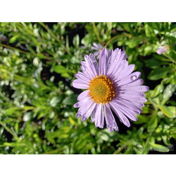 Aster tongolski-Aster tongolensis
