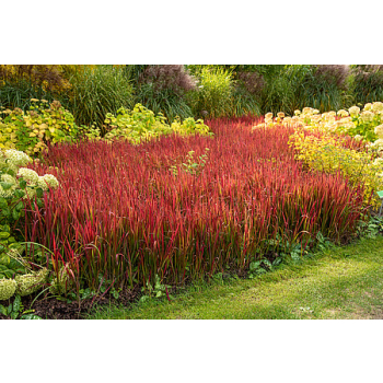Imperata cylindryczna Red Baron - Imperata cylindrica