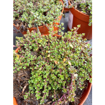 Macierzanka piaskowa Magic Carpet - Thymus serpyllum
