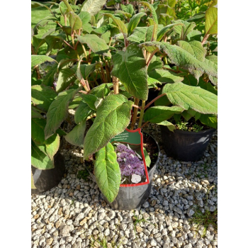 Hortensja kosmata Macrophylla-Hydrangea aspera