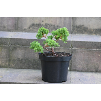 Jałowiec rozesłany Nana - Juniperus procumbens 0022