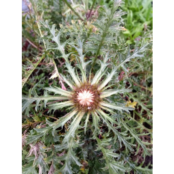 Dziewięćsił łodygowy-Carlina acualis ssp.simplex