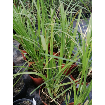 Trawa pampasowa White Feather - Cortaderia selloana