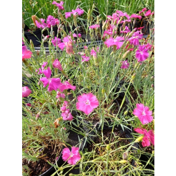 Goździk siny-Dianthus gratianopolitanus