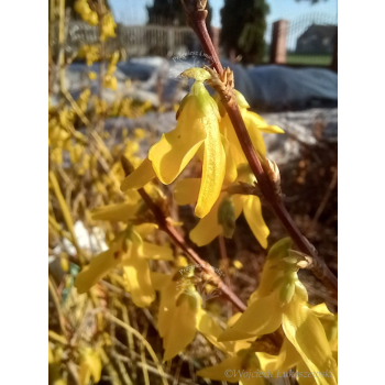 Forsycja zielona Kumson-Forsythia viridissima
