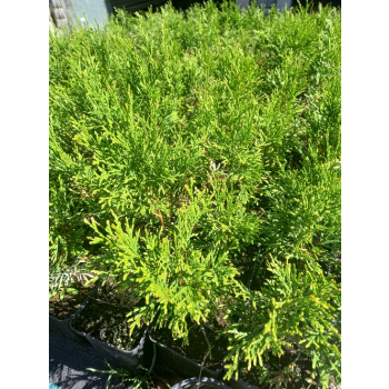 Żywotnik zachodni-Thuja occidentalis Smaragd