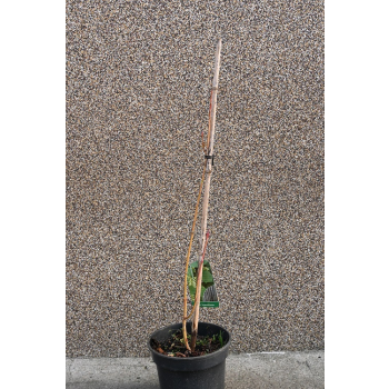 Klon zielonokory - Acer tegmentosum