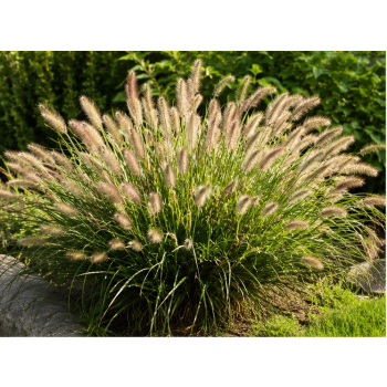 Rozplenica japońska  Cassian - Pennisetum alopecuroides