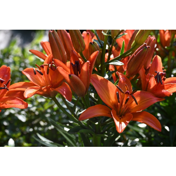 Lilia azjatycka Abbeville`s Pride - Lilium asiatic