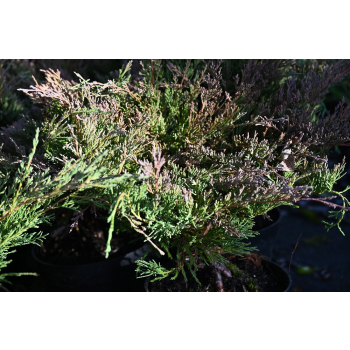 Jałowiec płożący Plumosa - Juniperus horizontalis Plumosa