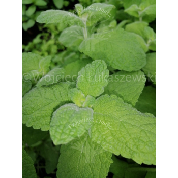 Mięta omszona-Mentha x villosa