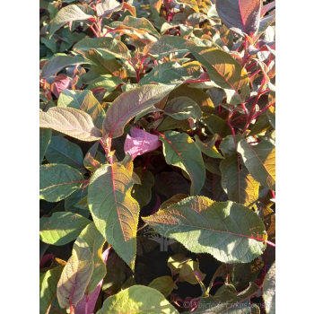Hortensja kosmata Hot Chocolate-Hydrangea aspera