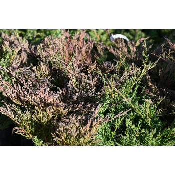 Jałowiec płożący Plumosa - Juniperus horizontalis Plumosa
