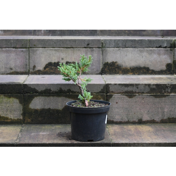 Jalowiec łuskowy Holger - Juniperus squamata 0003