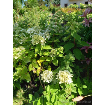 Hortensja Harry's Souvenir-Hydrangea paniculata