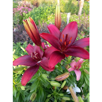 Lilia azjatycka Crimson Pixie-Lilium asiatic