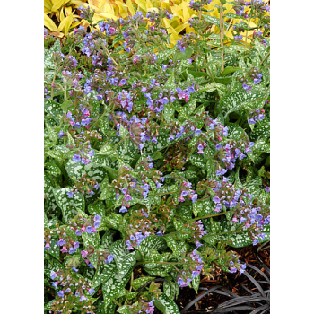 Miodunka Trevi Fountain - Pulmonaria x hybrida